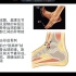 踝关节撞击综合征和跗骨窦综合征的MR诊断