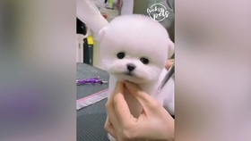 小猫怎么洗头 9a706ba2068230c6fc2bd67532105e6d68375286.jpg@280w_158h_1c_100q.jpg