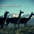 「印第安排箫」INCA SON - EL PASTOR SOLITARIO/孤独的牧羊人/The Lonely Shep