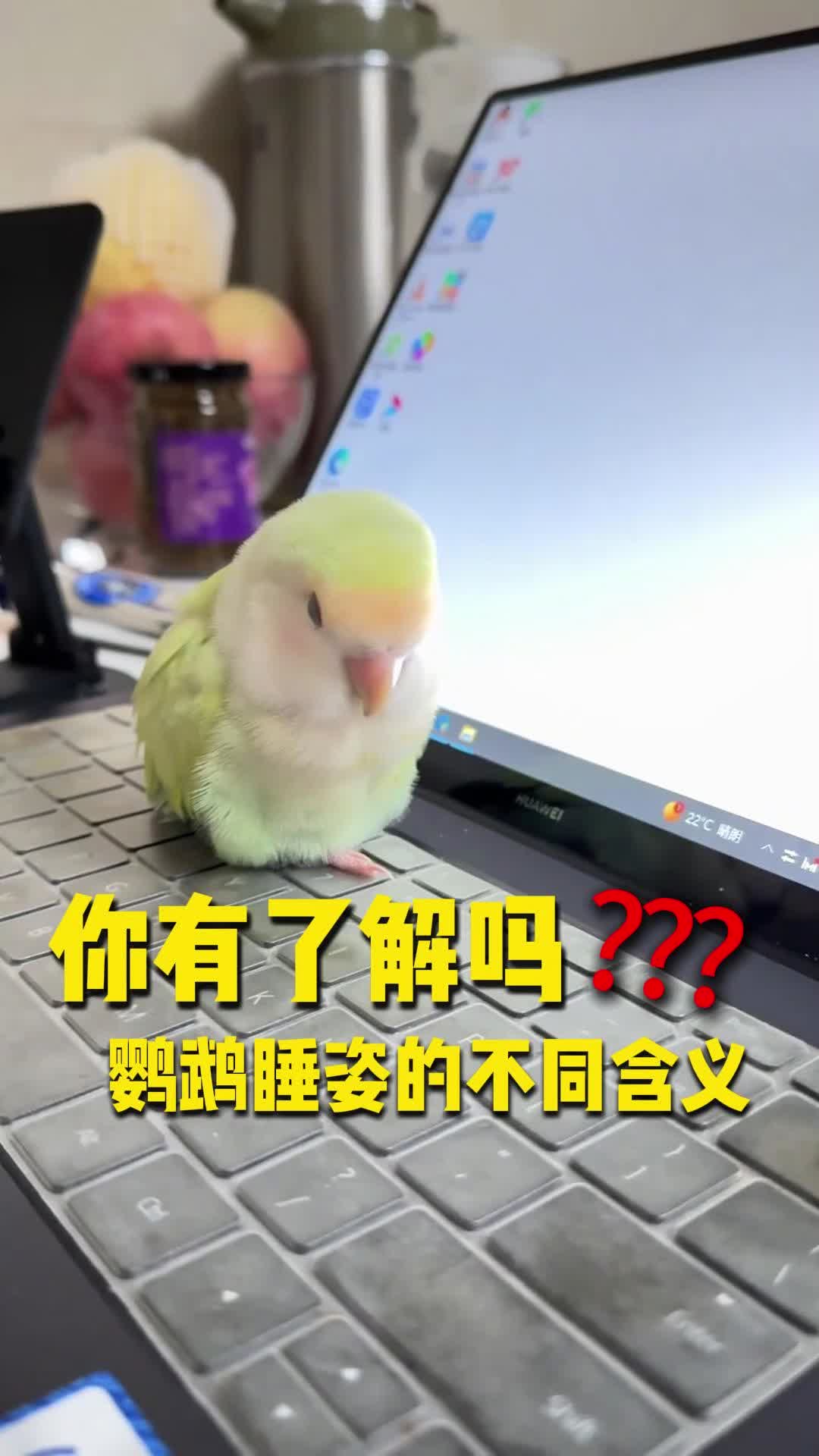 一秒看懂鹦鹉睡姿