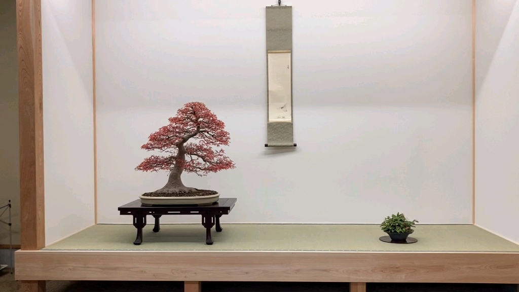 曼妙的红千鸟枫树盆景·一物一赏