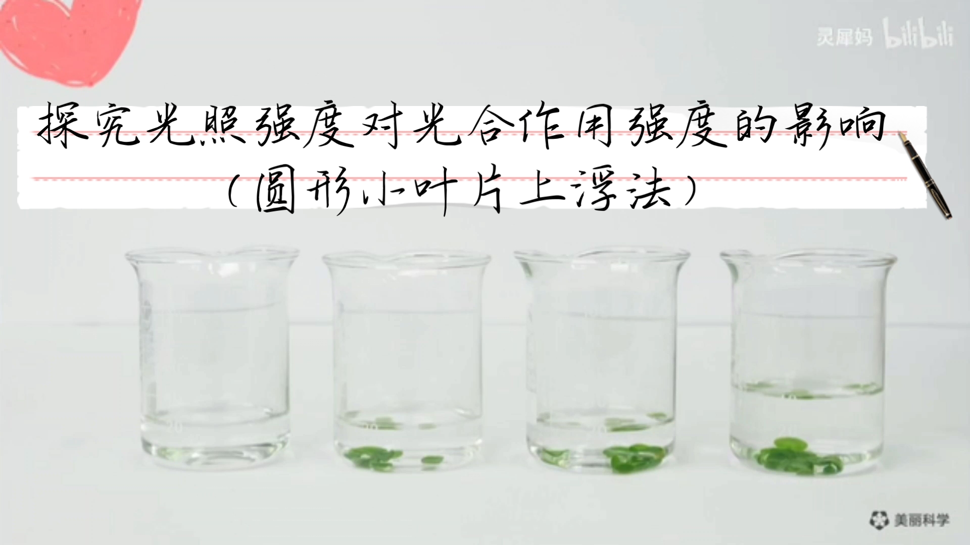 高中生物学课本光合作用实验——探究光照强度对光合作用强度的影响（圆形小叶片上浮法）