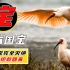 从7只到7000只，日本灭绝的国鸟朱鹮，如何被我国抢救回来？
