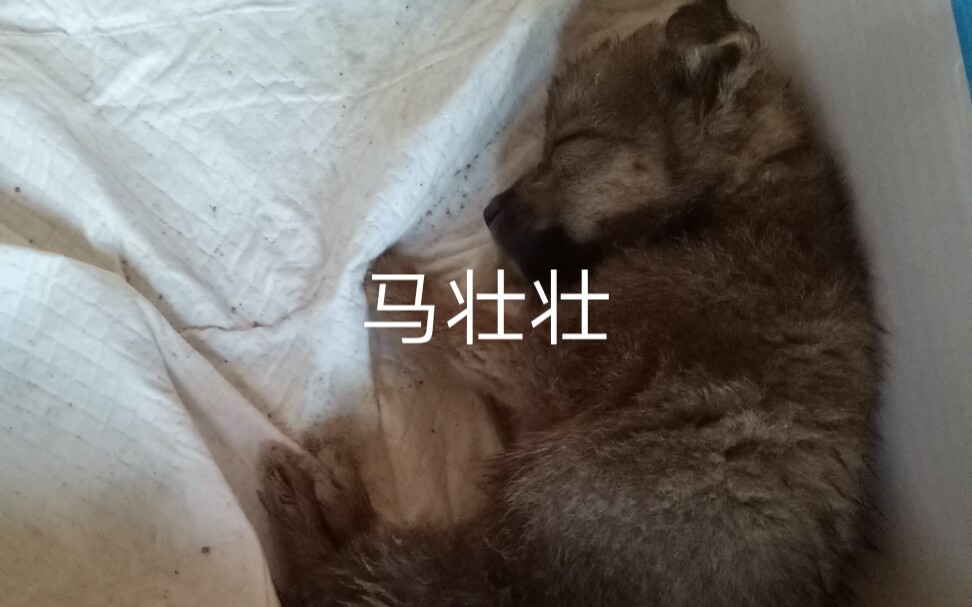 马壮壮土狗狗中之霸的成长历程