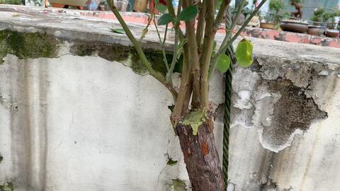 几月份嫁接树最好 9ac1bd1d1e3db8d1e3bc924779575b5497813d1c.jpg@480w_270h_1c