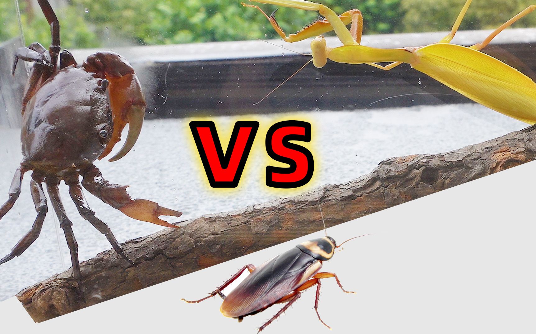 螳螂vs螃蟹与蟑螂会发生什么事情