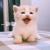 软萌可欺易推倒~小奶猫
