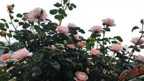 9af94d617a3bd86485ac32df0cdba97810acb3a2.jpg@280w_158h_1c_100q.jpg