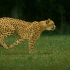 高速摄录机摄录猎豹Cheetahs_on_the_Edge_(Director's_Cut).ogv.1080p