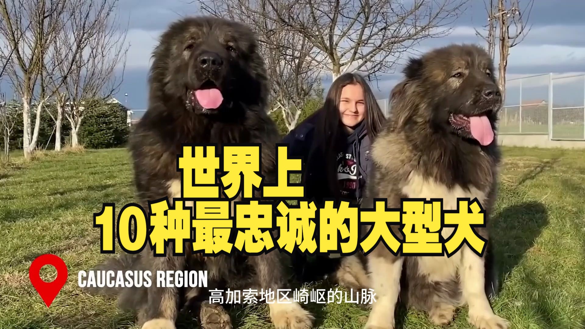世界上最忠诚的10种大型犬