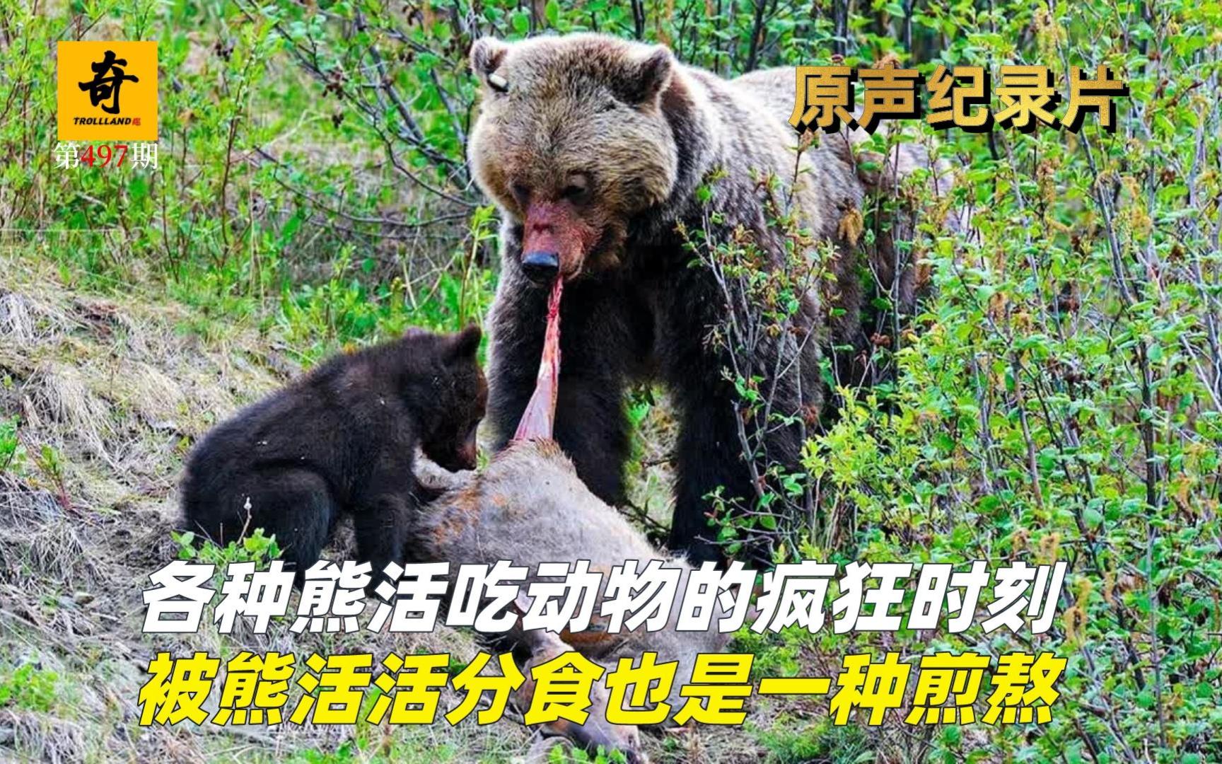 高清原声纪录片，各种熊活吃动物的疯狂时刻，被熊活活分食也是一种煎熬