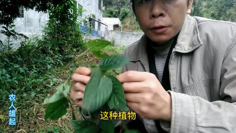 葛根怎么挖才好挖 9b23e5f43cacfa386d3e82867ac8a46172b736eb.jpg@480w_270h_1c