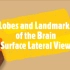【沟通科学】(中英) 两分钟神经科学：大脑脑叶和重要结构