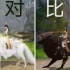 【一梦江湖】黑白狼对比，新坐骑换哪个？
