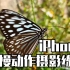 蝴蝶飞 — iPhone慢动作摄影练习