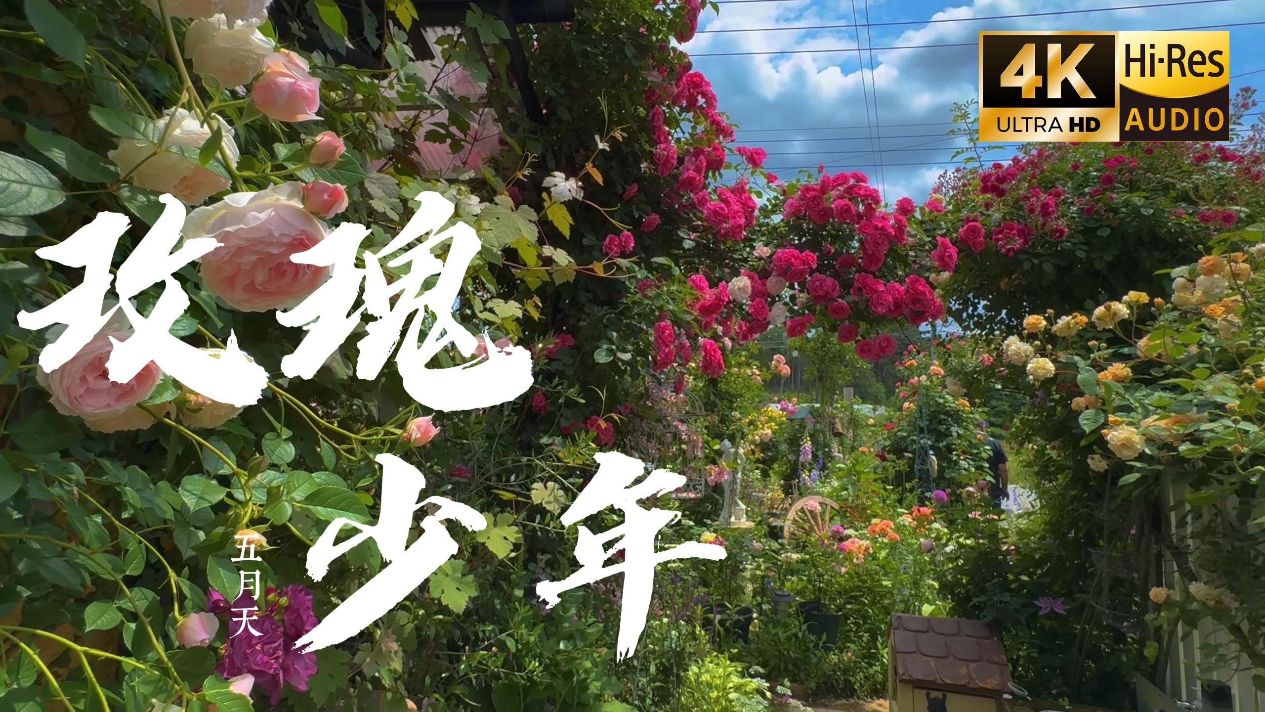 【4K Hi-Res】玫瑰少年 - 五月天 别让谁去 改变了你 你是你 或是妳 都行