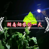 湖南烟农的一天