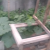 自家天台生态菜地の浇菜设备