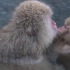 【日本猕猴】冬天了，又到了泡温泉的季节