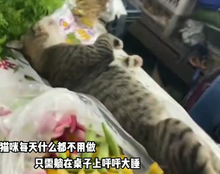 菜市场也能呼呼大睡的猫咪海参