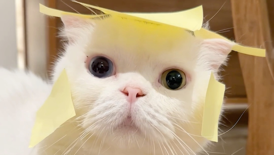 看来每只猫的底层代码都是不一样的