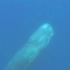 【纪录片】海豚与鲸鱼