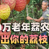 300万老年荔农，种出你的荔枝自由