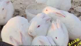 兔子可以吃生花生 9bc50bc7c52491fd3ca897810aaaeb907ee395a6.jpg@280w_158h_1c_100q.jpg