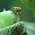 【象甲】超萌的吃果实的小象鼻虫