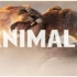 【1080P60】Animals中英双字幕 魔力红Animals收藏级画质 Maroon 5-Animals