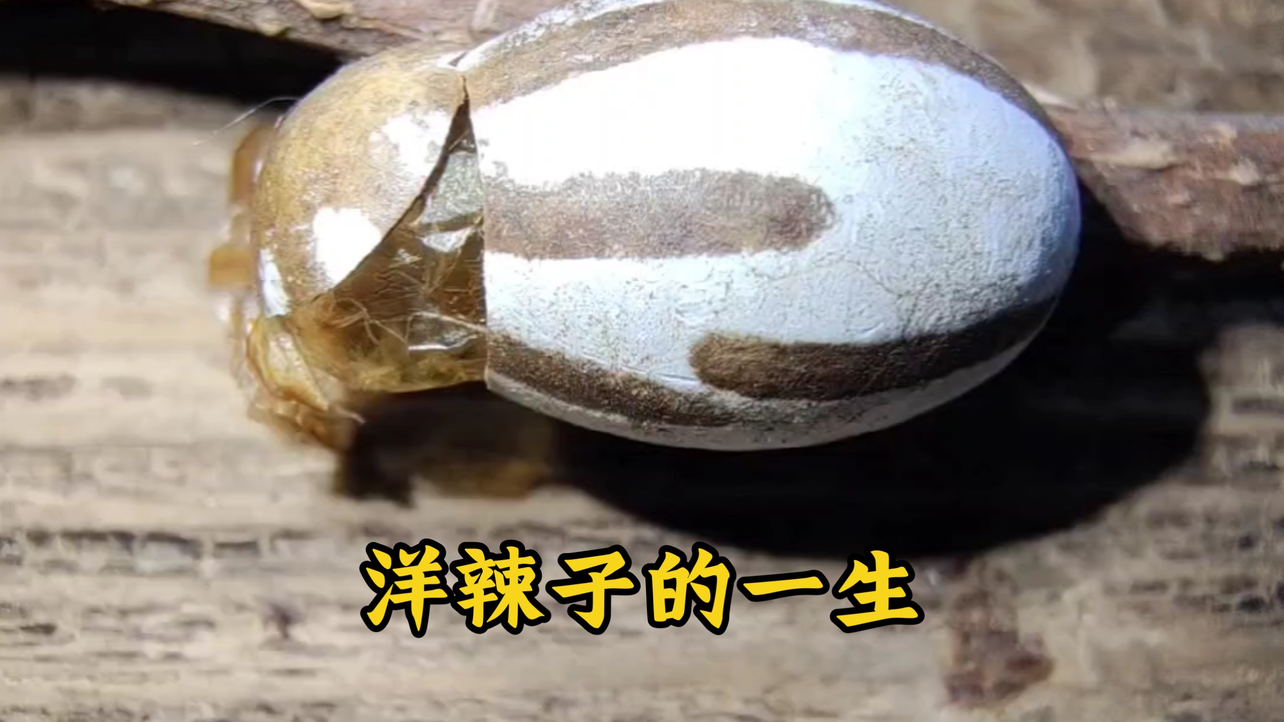 洋辣子成年后的样子