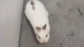 兔子的视频可爱搞笑 9bfc44d6ca0c05775ff6652d9f8129f702ed5f95.jpg@280w_158h_1c_100q.jpg