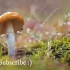 蘑菇林中的小雨声，自然音