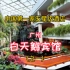 广州白天鹅酒店是中国第一家五星级酒店，也是中国改革开放的开始，主要投资人和筹建人是香港的霍英东先生。白天鹅是广州一代人的