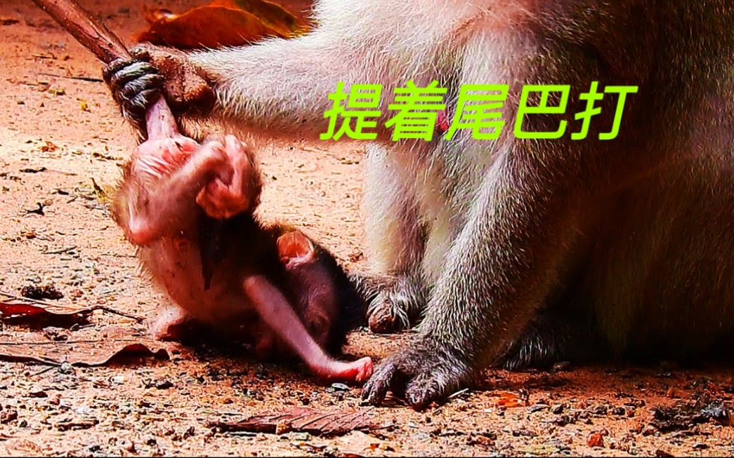 暴躁的猴妈，喜欢提着尾巴打幼崽，小猴子被打得东倒西歪