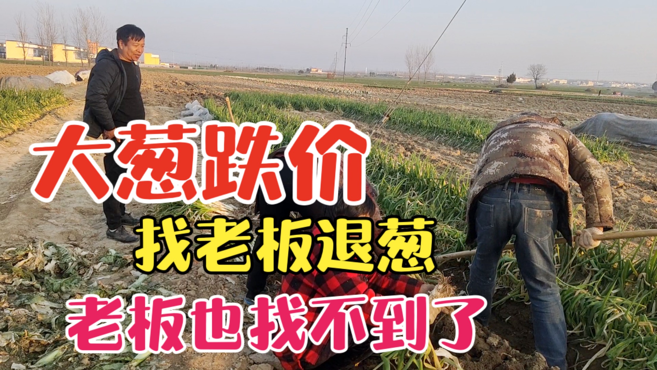 300多斤大葱卖不出去，去找老板退葱，老板也找不到了