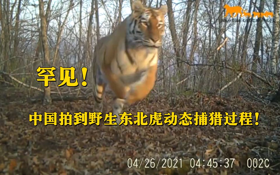 罕见！中国首次拍到野生东北虎动态捕猎过程！快出残影！