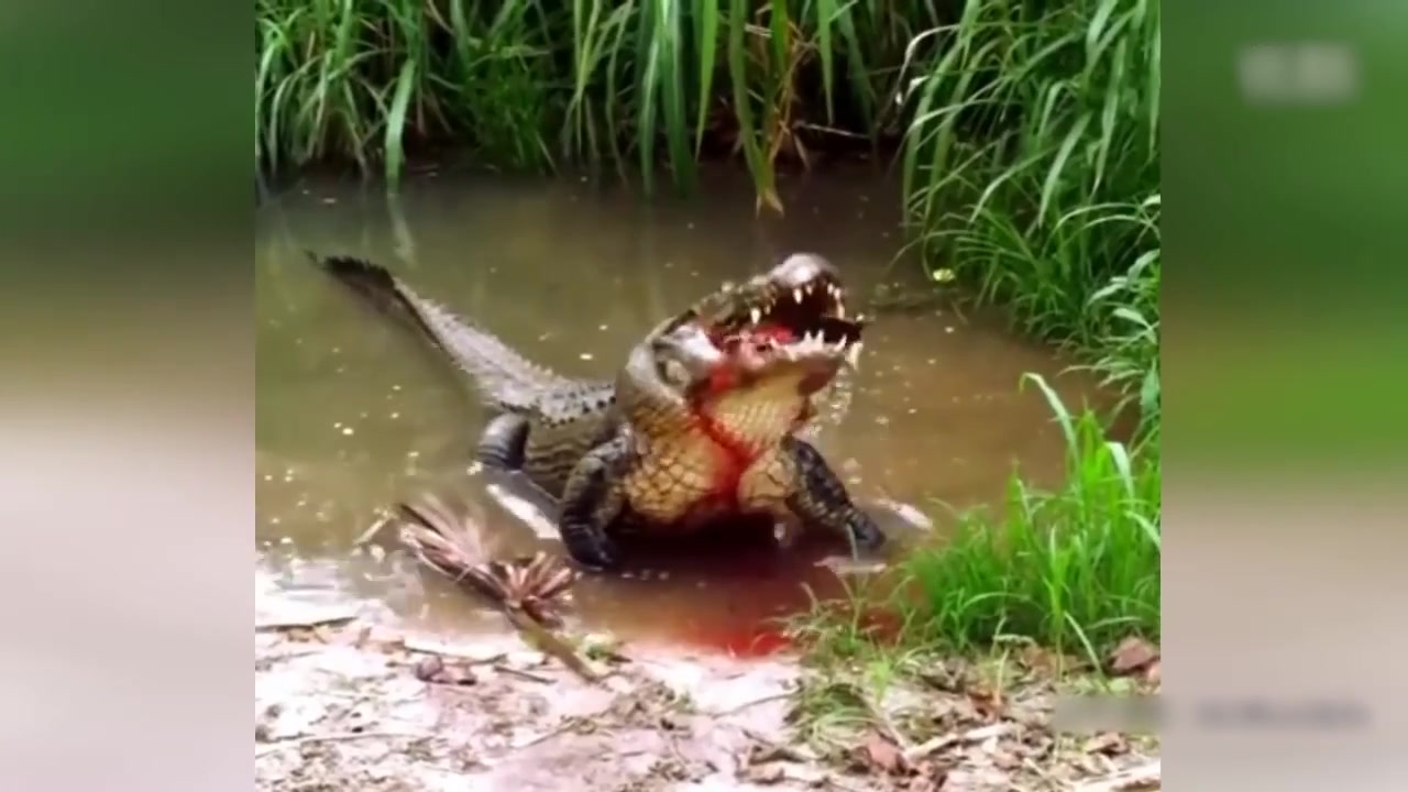 这鳄鱼吃乌龟..这么硬的殻都咬的下