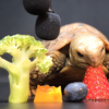 🐢小乌龟吃水果咀嚼音，真正做到：闻 者 动 心