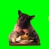 （绿屏抠像素材）狗狗装扮人吃东西  狗头人身搞笑吃东西