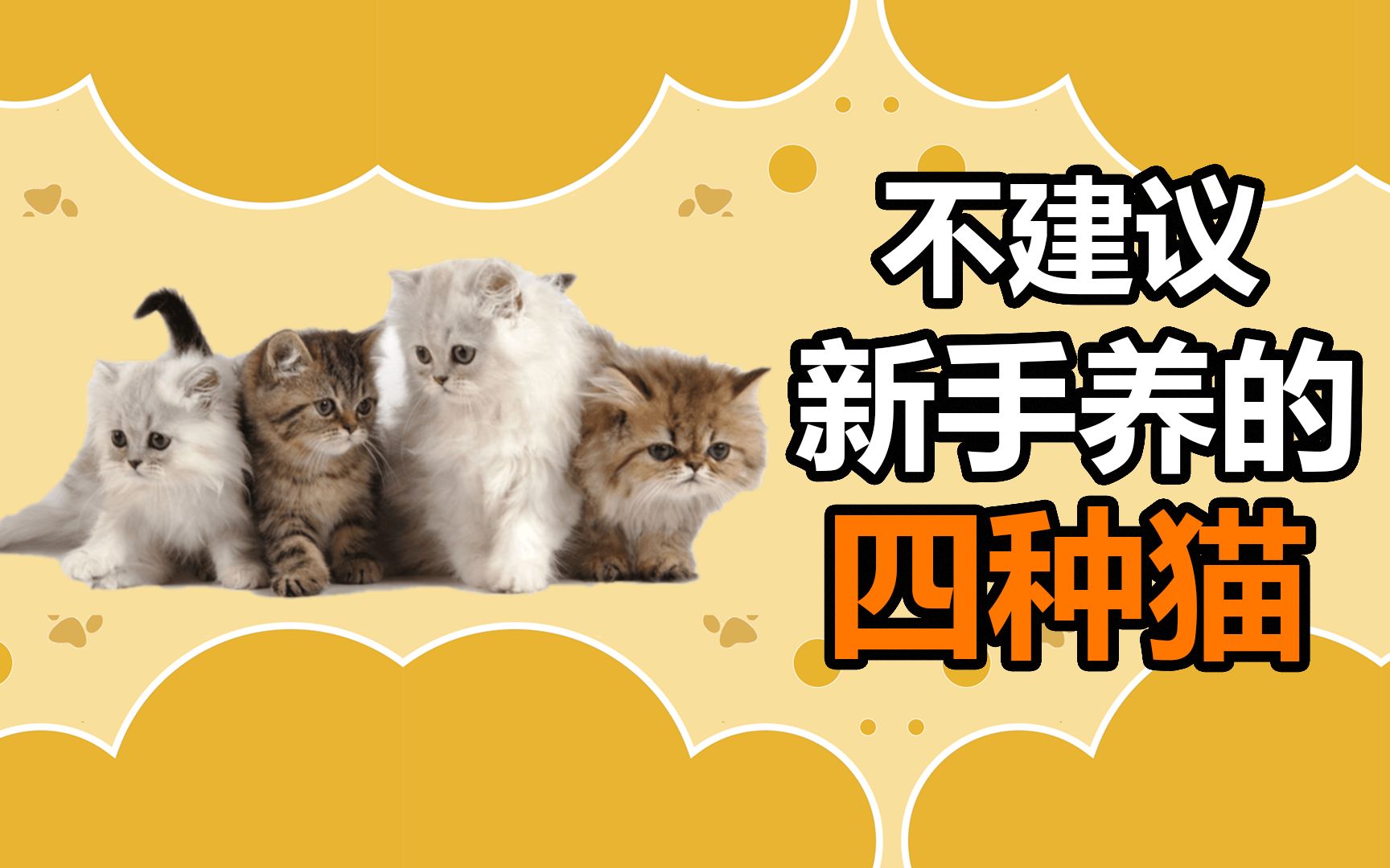 宠物冷知识：不建议新手养的四种猫猫