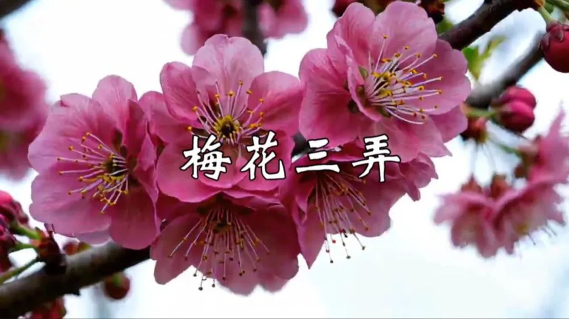 古筝演奏《梅花三弄》，琴声深情凄婉，勾起多少人的回忆