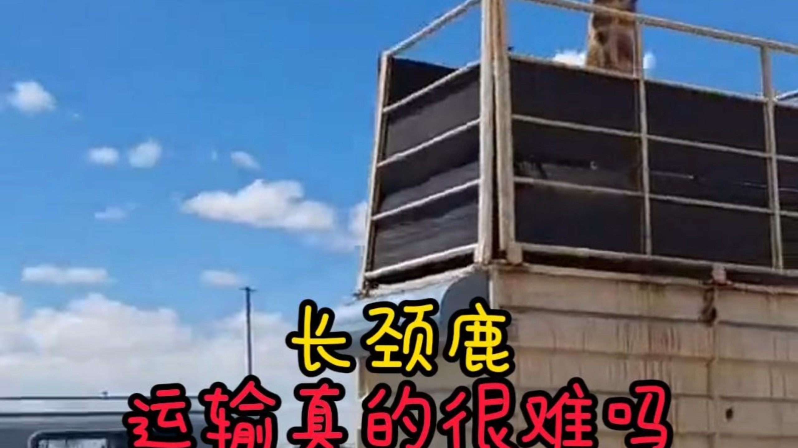 长颈鹿运输很难#长颈鹿运输 #奇怪的知识增加了 #动物的迷惑行为 #动物科普