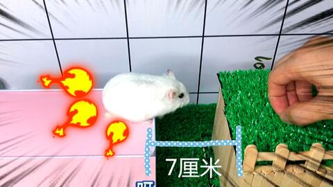 怎么养仓鼠越养越熟 9c84574a24264b930e5732f8edb3814734f16924.jpg@480w_270h_1c