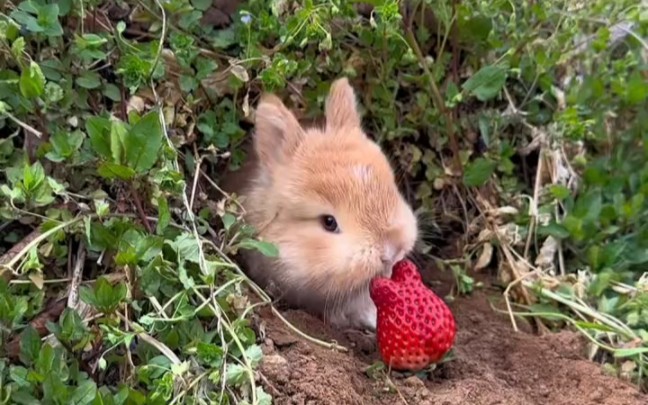 草莓被可爱的小兔子吃了！