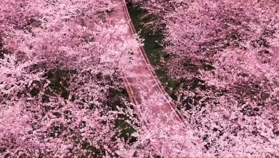 这里不是日本，是中国贵州平坝。全世界最大的樱花园，带上你喜欢的人，来贵州看樱花