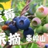 【生活分享】蓝莓采摘Vlog 第一次看见长在树上的蓝莓是什么样