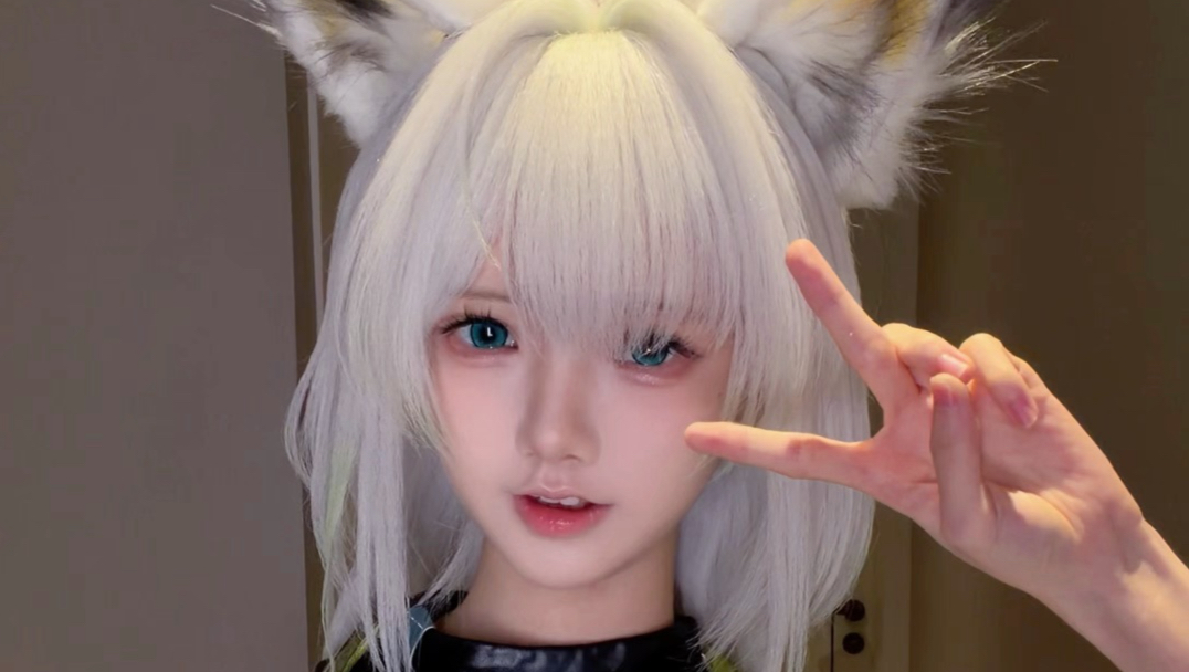 豪猫