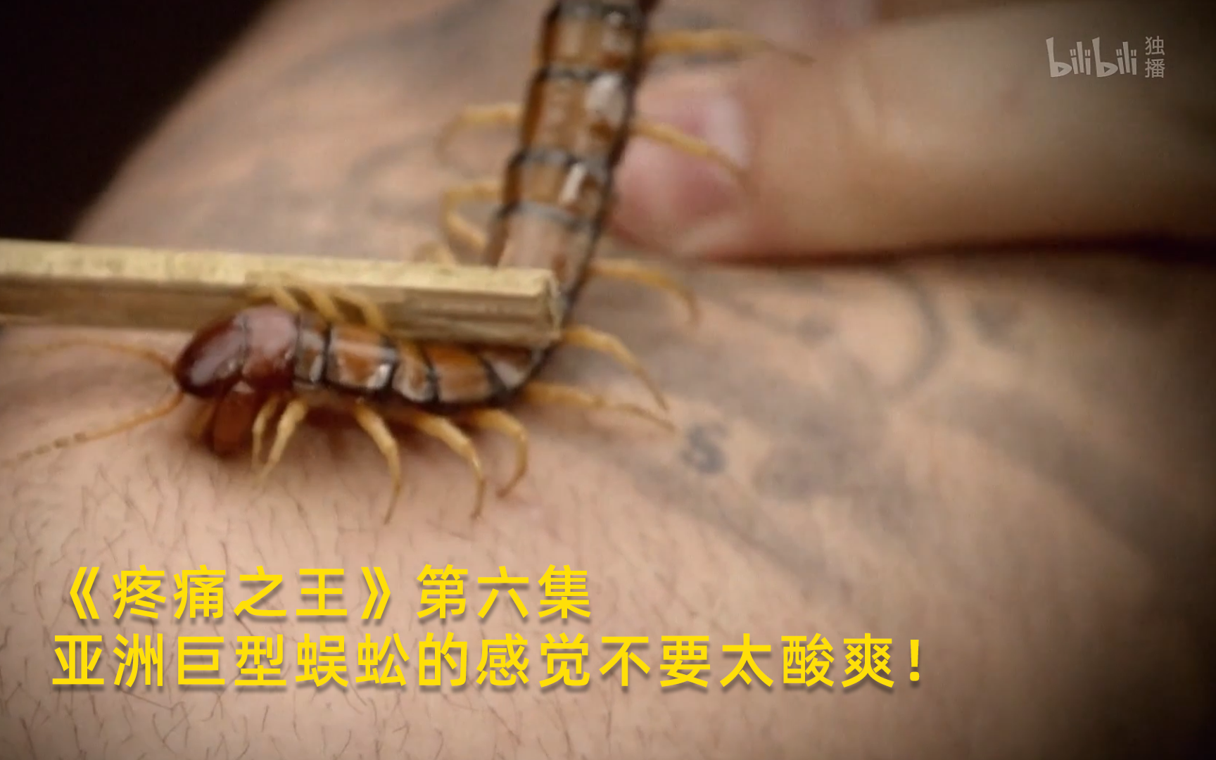 【疼痛之王】看点11：亚洲巨型蜈蚣的感觉不要太酸爽！竖版