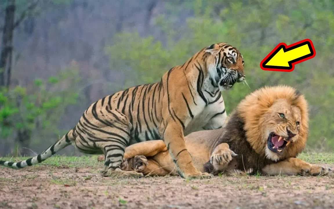 2场极为罕见的老虎VS狮子决战！惊心动魄的真实搏斗，场面极为震撼！